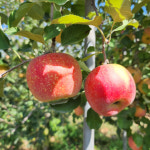 강소농 현장을 가다 (146)  한박농장