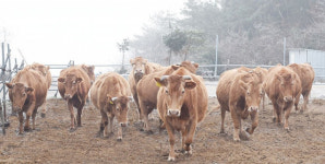 경북 소 럼피스킨병 유입 차단 방역 총력…24시간 비상체계 유지