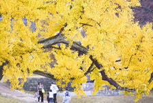 도동서원 가을 정취