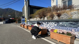 성주 수륜면, 대로변 국화 꽃 장식 눈길