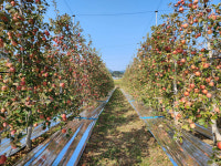 강소농 현장을 가다 (148)  삼문농원
