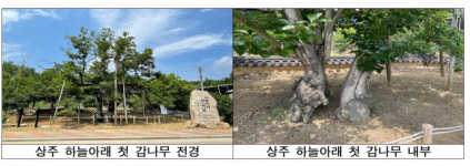 청송 중평·목계 마을숲 등 경북 국가산림문화자산 5곳 신규 지정