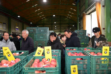 청송군 농산물산지공판장 3일 새해 첫 사과 경매