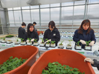 상주시농업기술센터, ‘현장보급형 시험연구 스마트팜’ 첫 가동
