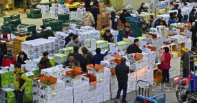 설 명절 ‘대목’ 맞은 채소류 경매장.