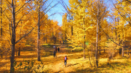 [특집]대변신 경북시군 <7> 고령군