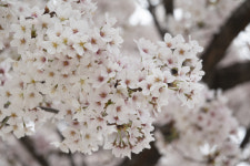 스토리텔러와 함께하는 ‘수성못 벚꽃투어’ 성황