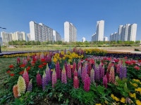 [현장속으로] 경산 남천둔치 화단 등 봄꽃 만발