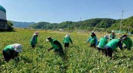 대구 군위군 산성면 새마을남녀지도자회, 마늘쫑 뽑기 일손돕기 나서