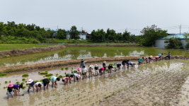 상주 백원초등학교, 전교생 손모심기 행사