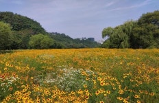 대구 수성구 팔현생태공원, 황금물결 출렁이는 춘자국 군락지 눈길