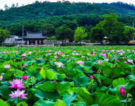 (여름휴가 핫 플레이스) 청도의 매력적인 관광지와 함께 휴가 즐겨요