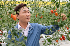 고령군 청년농업인 첫 작품! 임대형스마트팜 방울토마토 첫 출하