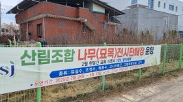 군위군산림조합(4종) | 대구 군위군 산림조합 나무시장 개장…다양한 묘목과 조경수 및 고사리, 표고버섯 종균, 비료도 판매