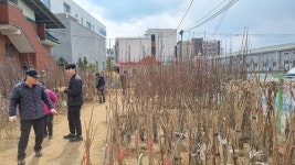 군위군산림조합(4종) | 대구 군위군 산림조합 나무시장 개장…다양한 묘목과 조경수 및 고사리, 표고버섯 종균, 비료도 판매