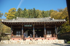 대구경북의 명목을 찾아서⑤대구 벚꽃 길과 두병선(杜炳銑)