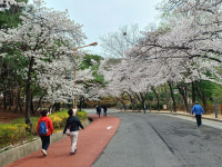 [대구·경북 명목을 찾아서] (5) 대구 벚꽃 길과 두병선(杜炳銑)