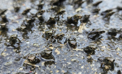 망월지서 태어난 새끼 두꺼비들, 욱수산으로 대이동