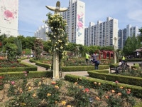 [지상초대] 꽃의 여왕, 장미꽃feel무렵 감상해보세요