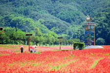 산소카페 청송정원 4만평 꽃양귀비 물결로 환상적