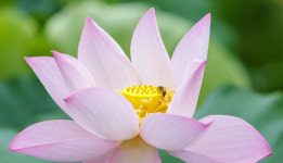 연꽃과 꿀벌의 아름다운 생명의 향연…