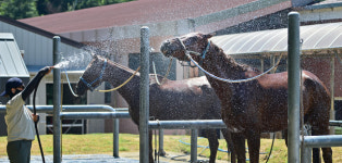 대구 대덕승마장, 폭염 속 말 건강 관리에 온힘…