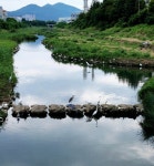 대구 달서구 대명천, 백로떼 수백 마리 집단 서식