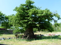 [대구·경북 명목을 찾아서] (25) 초례산과 의병장 황경림 느티나무, 초례봉으로 낮춰부르는 일 시정돼야