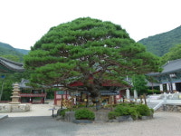 대구경북의 명목을 찾아서(26)원진국사와 내연산 보경사 반송