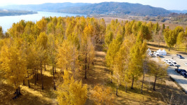 영상)지금 아니면 못봐 고령 다산 은행나무숲 황금빛 절정