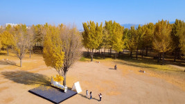 영상)지금 아니면 못봐 고령 다산 은행나무숲 황금빛 절정