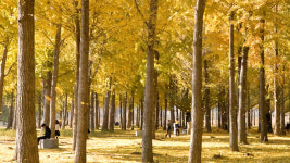 영상)지금 아니면 못봐 고령 다산 은행나무숲 황금빛 절정