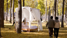 영상)지금 아니면 못봐 고령 다산 은행나무숲 황금빛 절정