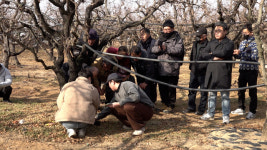 [영상] 빗자루병 막자…경산 대추농가, 방제 현장 교육 열기