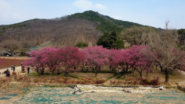 [영상] 달성군 화원읍 남평문씨 세거지 홍매화 만개…주말 완연한 봄 날씨 속 상춘객 북적일 듯