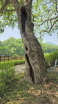 [스토리로 만나는 경북의 문화유산] 영천 자천리 오리장림 ... 삶을 지켜낸 오래된 숲의 그늘