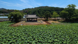 [영상] 수면을 뒤덮은 연녹색 물결…초여름 청도 유등연지를 날다