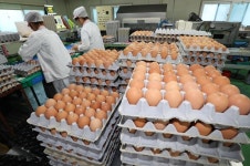 온라인쇼핑몰, 계란판매 중단…문제 지역 계란은 아냐