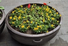 광진구 우리 동네 꽃거리 조성 진행