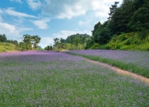 정선군, 병방산군립공원에서 보랏빛 버베나로 경관 개선