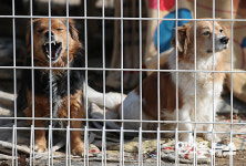 [M+현장] 두산이와 두이, 두산베어스파크를 지키는 두 친구의 정체?