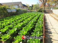 종로구, 마을공동체 텃발 모종 배부