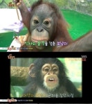 침팬지 폭력성 원인, 영역이나 먹이 등을 위한 생존 전략?