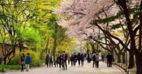 궁궐·왕릉 봄꽃 개화 시기 지난해보다 3일 정도 늦을 듯