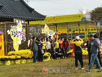 [포토]황룡강 따라 펼쳐진 노란꽃들의 잔치