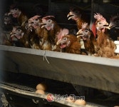 세계 농장동물의 날 희생동물 생각하며 일일단식 서명 캠페인