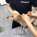 동대문구, 15일~30일 광견병 예방접종... 기존 3만원→ 5000원만 부담