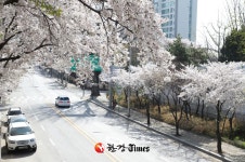 주말 벚꽃 나들이 어떠세요?... 마포구, 걷고 싶은 벚꽃 명소