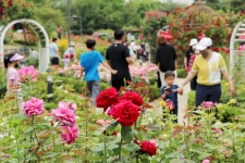 성동구, 대현산 장미축제 개최
