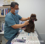 대구시, 봄철 반려견 광견병 예방접종실시